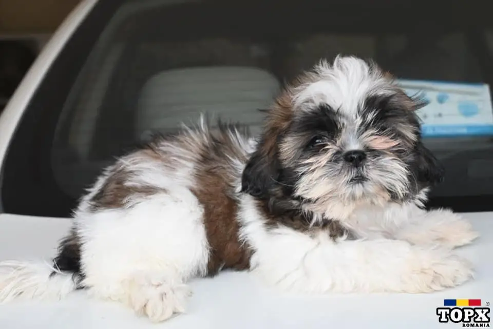 Pui shihtzu 2 luni
