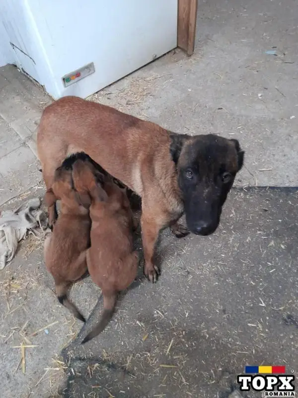 Ciobănesc Belgian Malinois
