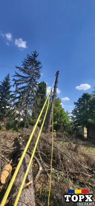 Taiere /toaletare  copaci  Dificili . Brad ,plop...