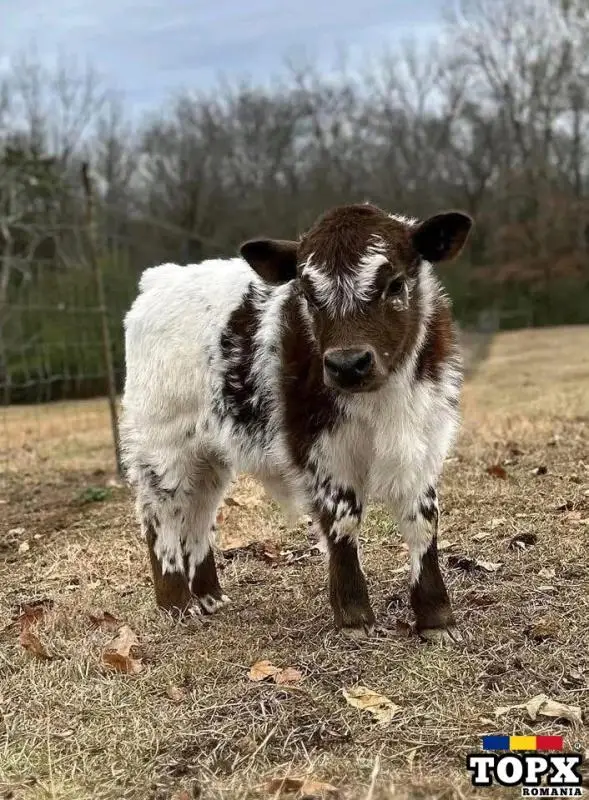 mini highland cow available, miniature lowline cattle for sale