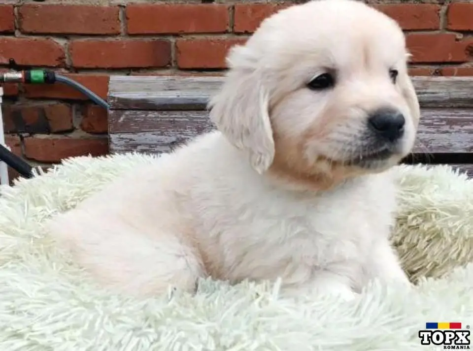 Pui de golden retriever de vânzare