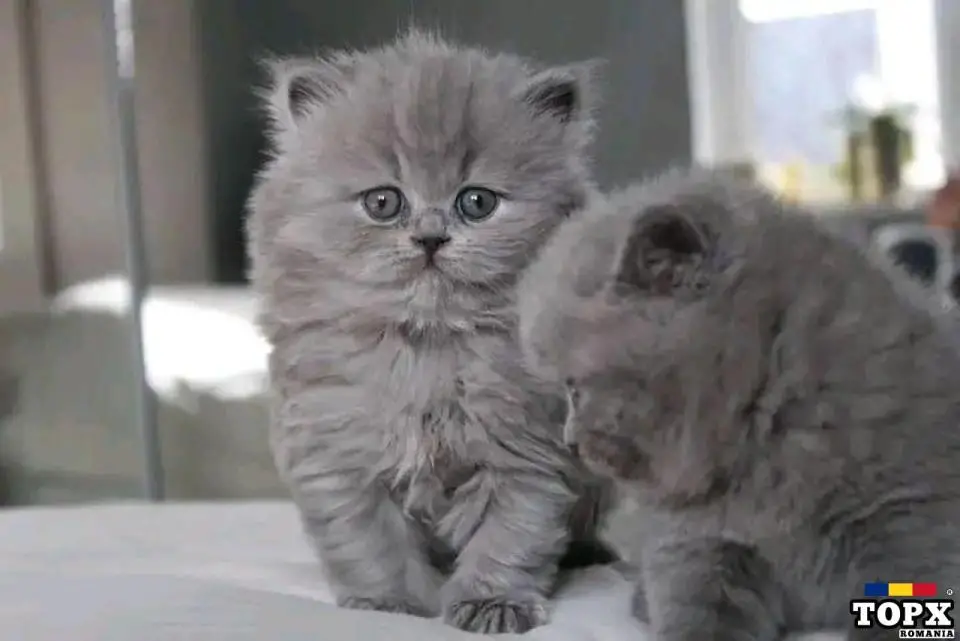 Pisicuțe britanice cu păr scurt