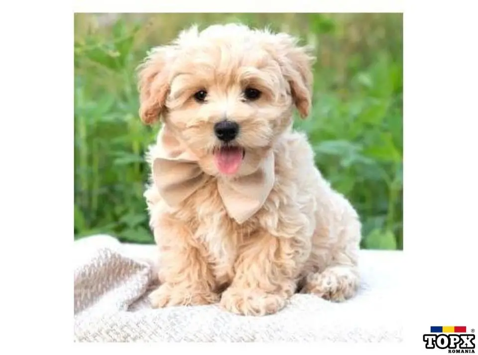 Pui Maltipoo disponibili