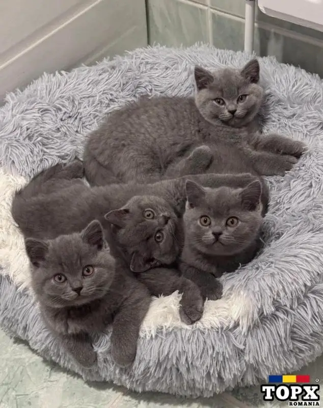 Pisicuțe British Shorthair de clasă mondială