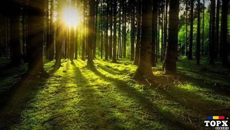 Vand padure Bacau - 270 ha teren padure