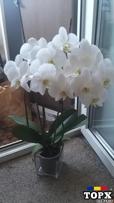 Cumpăr slănină crudă de porc