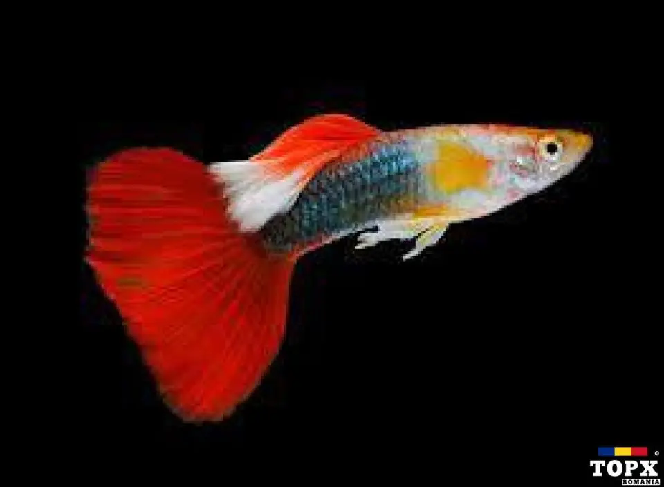 Ma intereseaza urgent donatii cu pesti de acvariu vivipari in Bucuresti, sector 4!!!
