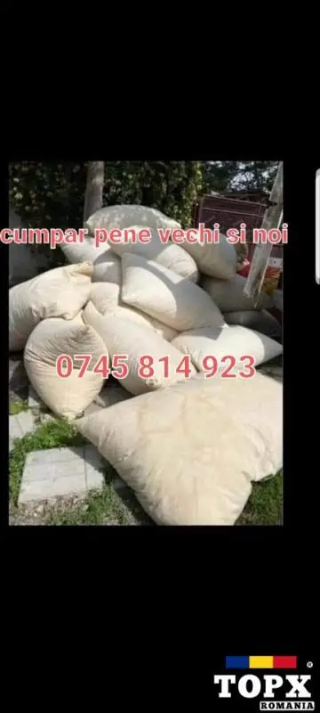 Cumpar pene de gasca vechi si noi perne plpome