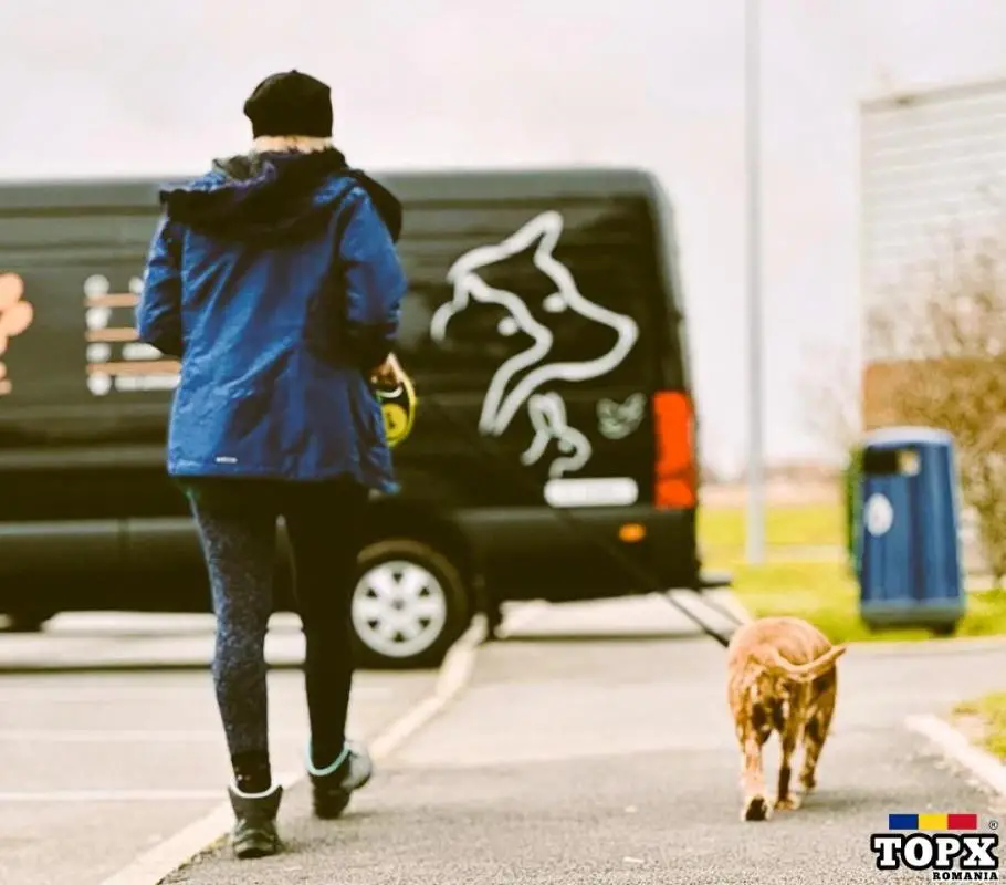 Transport Caini si Pisici