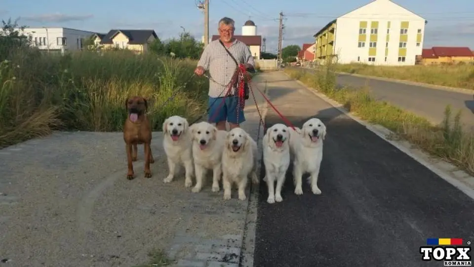 Dresor dresaj caini timisoara