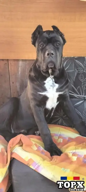 Cățeluși drăguți caută casă nouă