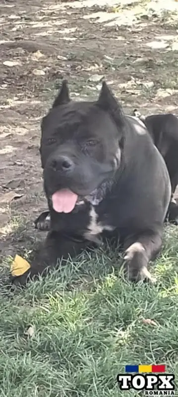 Cățeluși drăguți caută casă nouă - 2