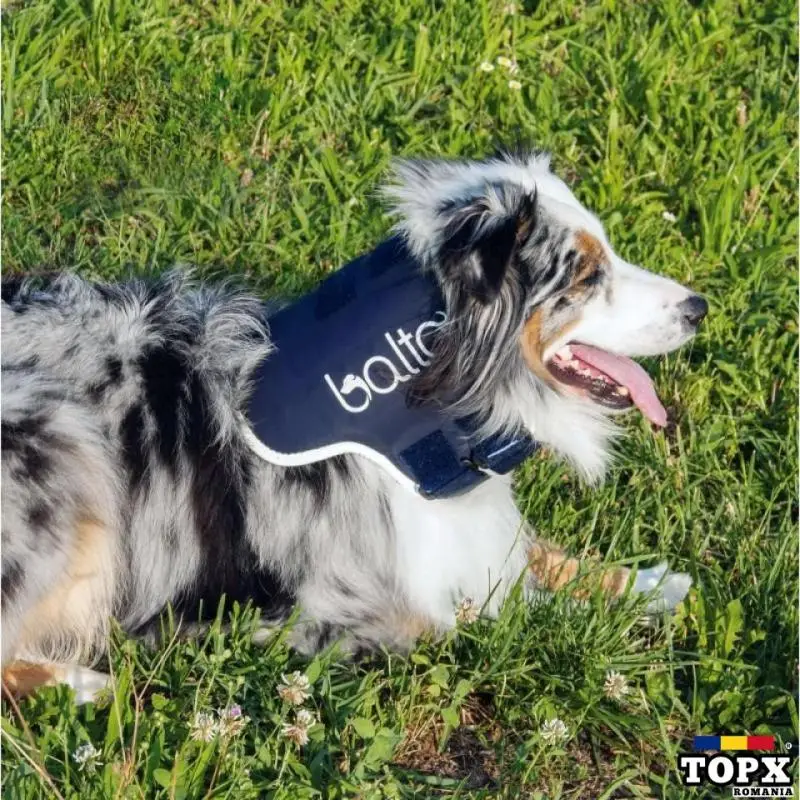BALTO - GULER DE SPRIJIN PENTRU GÂT (ORTOPEDIC) - PENTRU CÂINI ȘI PISICI