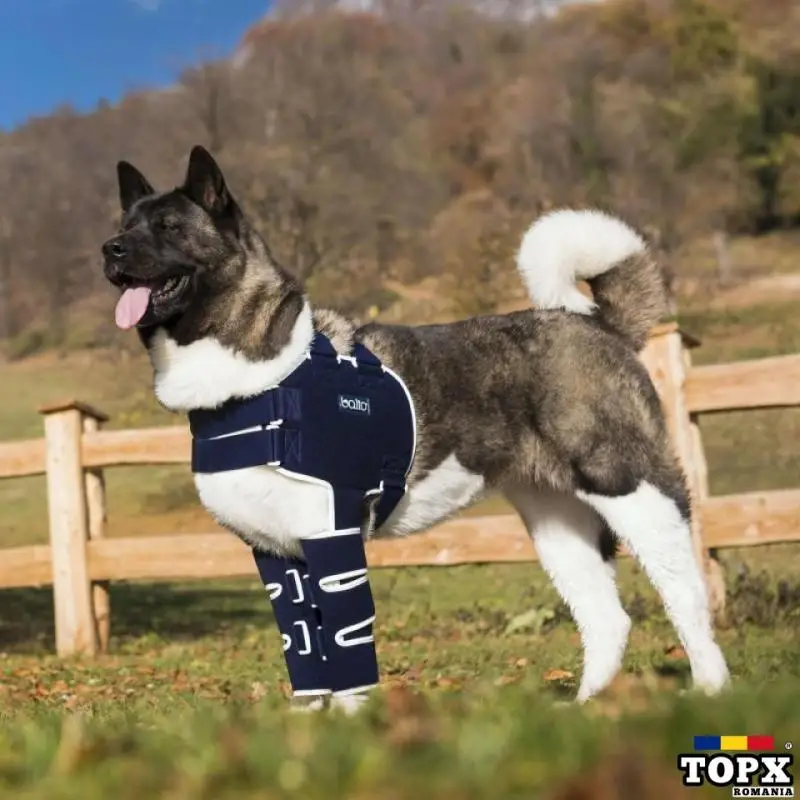 BALTO - HAM CU ATELE PENTRU UMERI