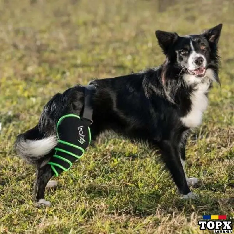 BALTO - GENUNCHIERĂ SPORT