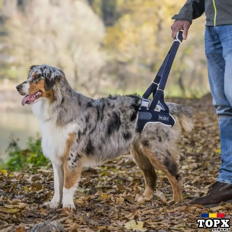 BALTO - HAM PENTRU MEMBRE POSTERIOARE - PENTRU CÂINI