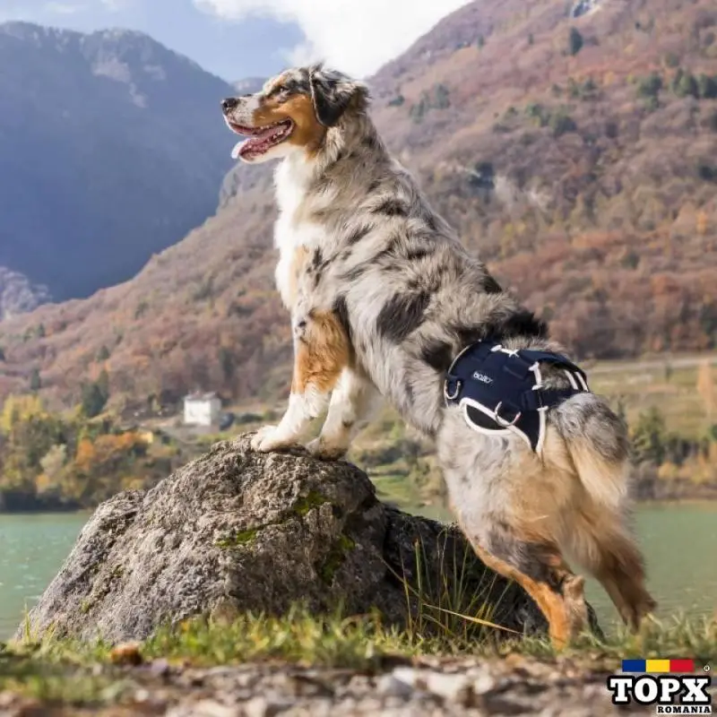 BALTO - DISPOZITIV DE STABLIZARE ȘI RIDICARE IN CAZUL DISPLAZIE DE SOLD - PENTRU CÂINI