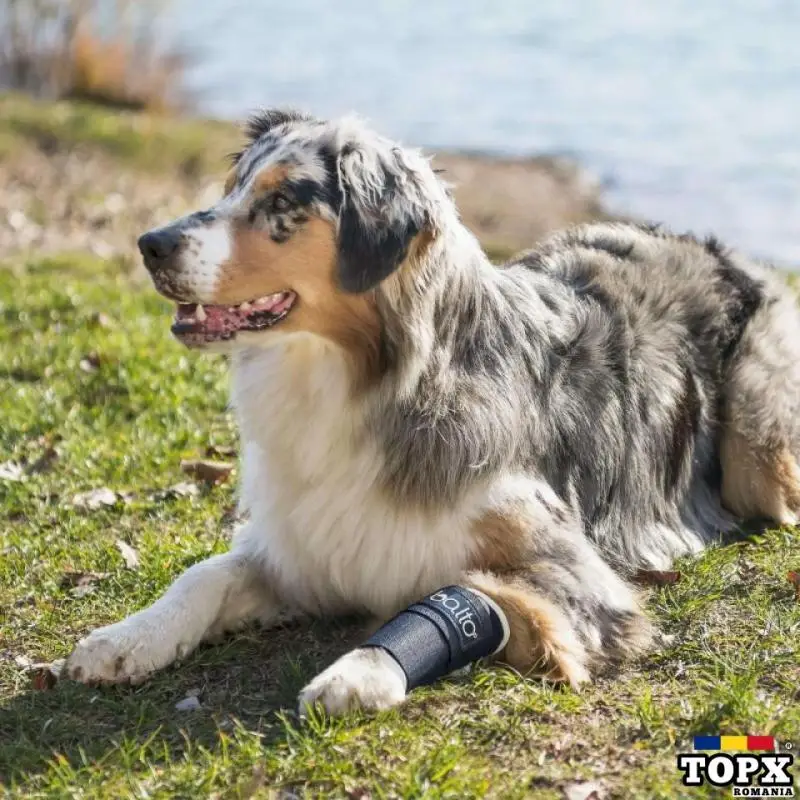 BALTO - ATELĂ PENTRU ÎNCHEIETURI