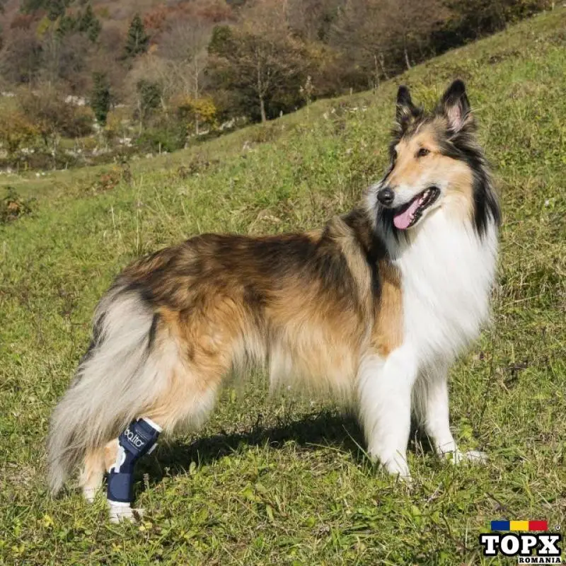 BALTO - ATELĂ PENTRU JARET CU RAMĂ DE SPRIJIN PENTRU CÂINI