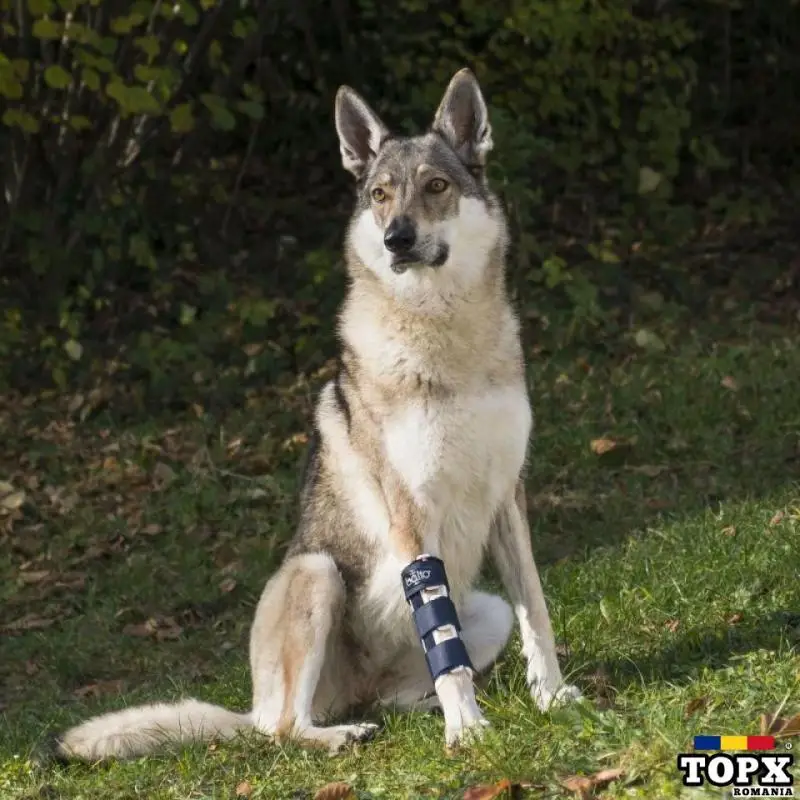 BALTO – ORTEZĂ PENTRU PICIOARELE ANTERIOARE PENTRU CÂINI