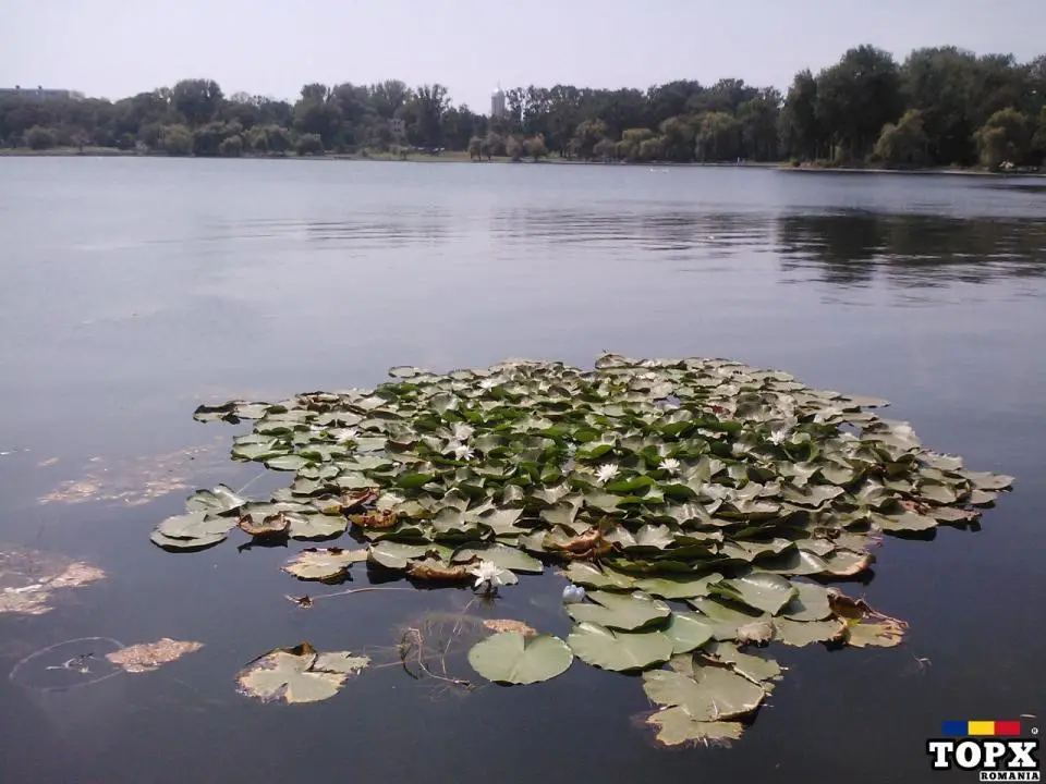 Colectie timbre anii 70 timbru + statistic Ferdinand I 25 bani