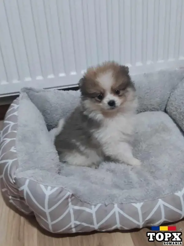 Pomeranian mini toy