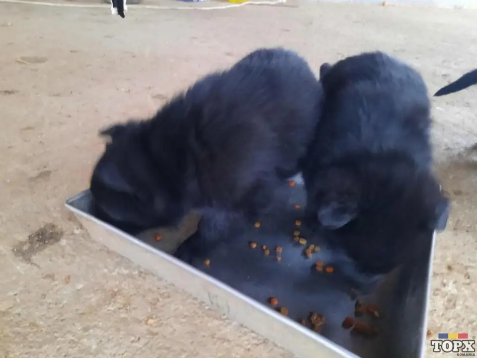 Pui de lup ciobanesc german