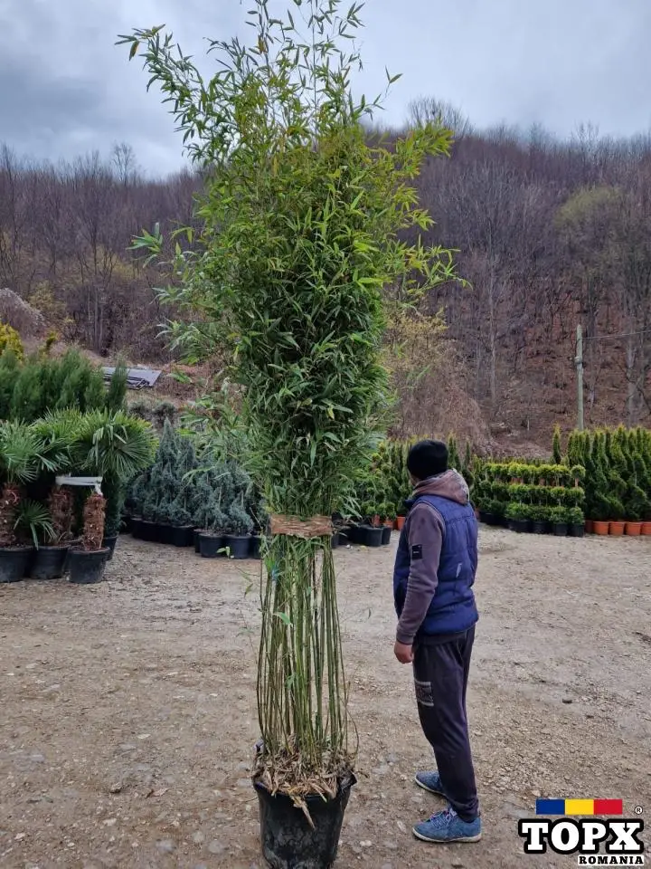buy cactus online Buy Fairytale Cactus Elongated Sapling (1pc)