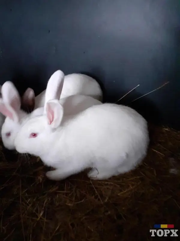 Iepurași Alb de Debreten