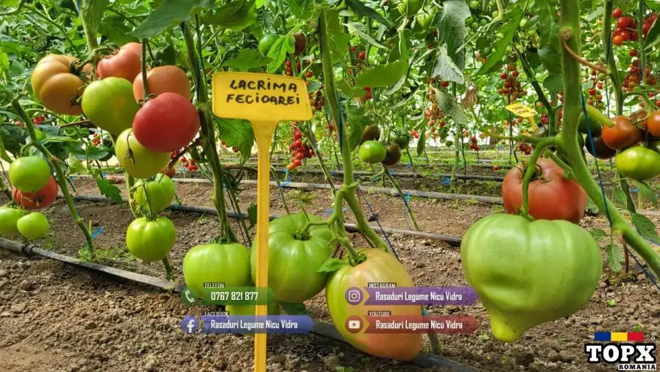 Vand Rasaduri | Rasad Rosii Lacrima fecioarei Inima de bou Grase romanesti