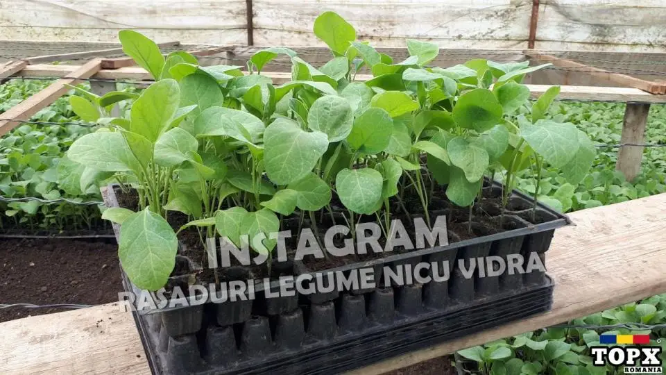 Rasaduri | Rasad Vinete Aragon Alexandra Black Beauty Albe Romanita