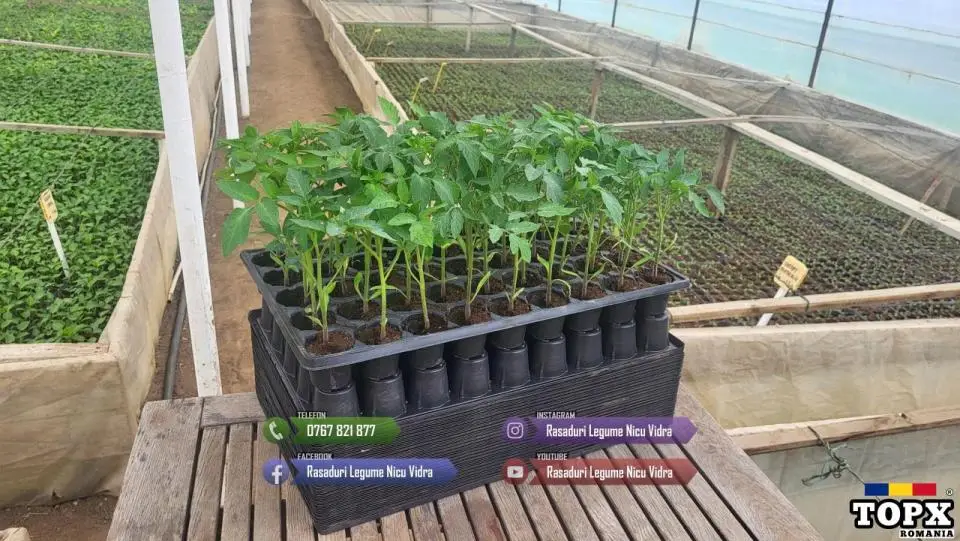 Rasad de Rosii Rila, Prekos, Kalina, Ardei, Castraveti | Rasaduri Legume