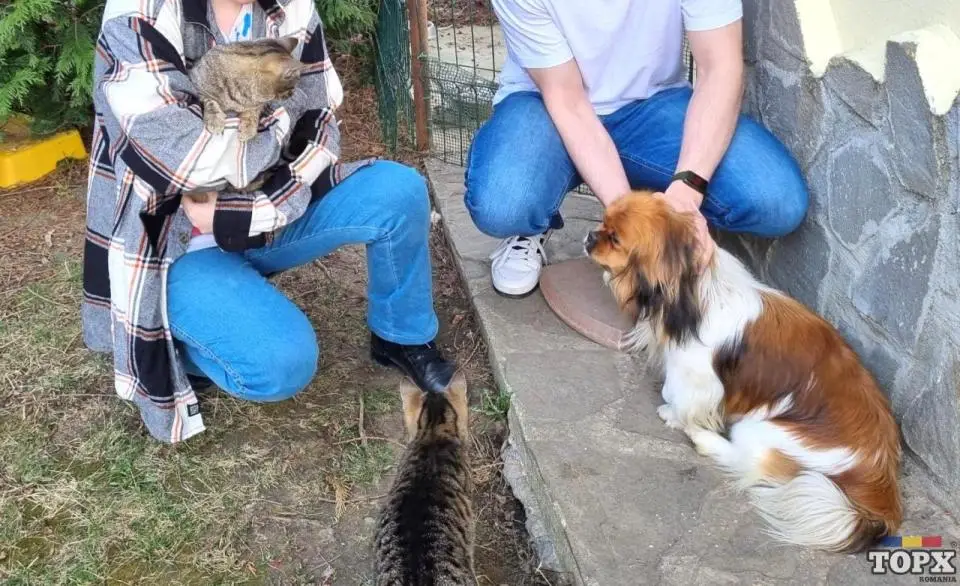 Pet sitter - Ingrijire/Cazare animale de companie