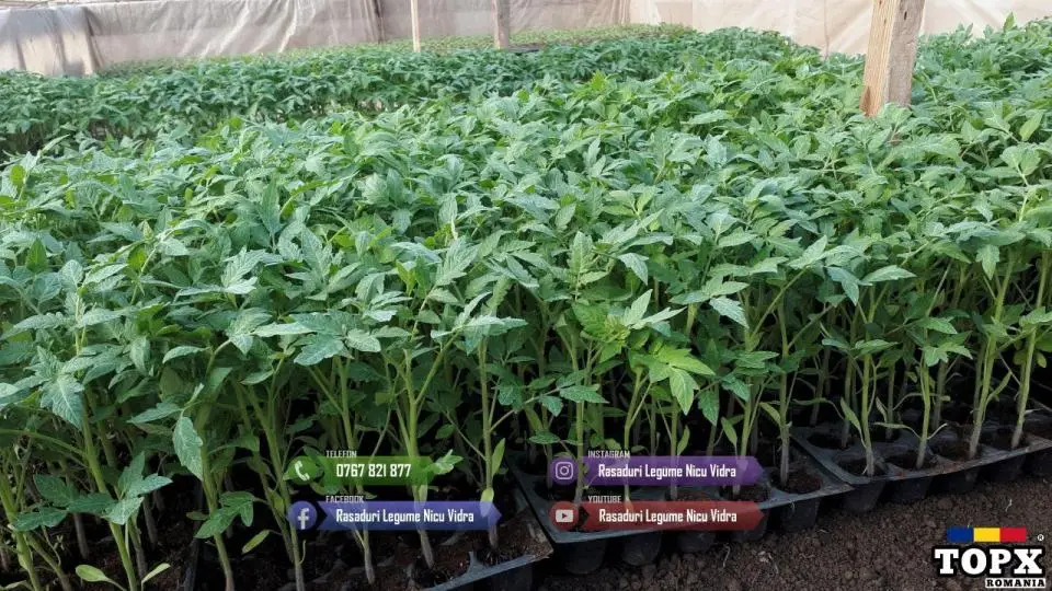 Rasad de rosii | Rasaduri tomate vinete ardei si alte rasaduri legume