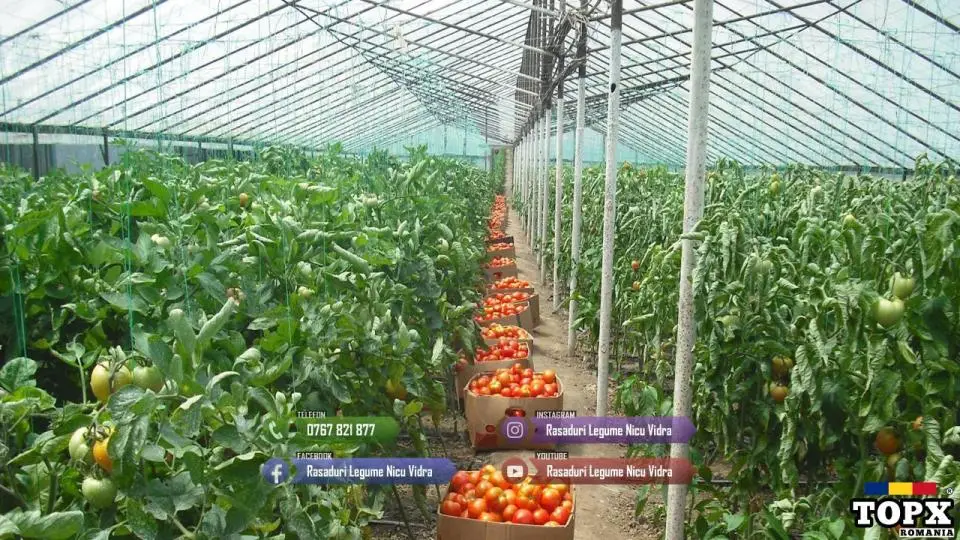 Vand Rasad de rosii ardei castraveti vinete salata | Rasaduri Legume