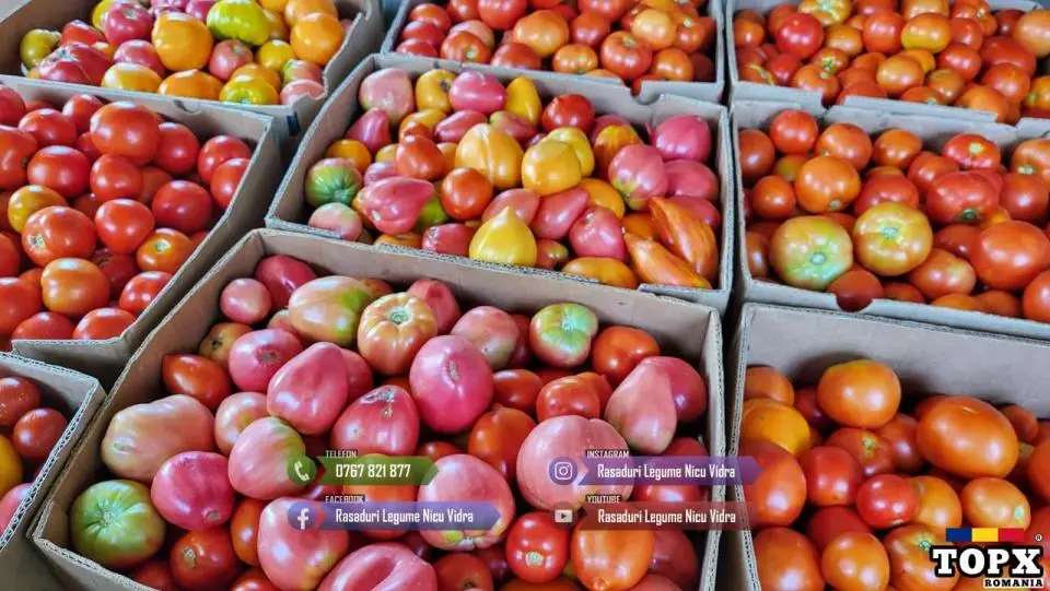 Rasad rosii / tomate | Rasaduri rosii Prekos Inima de bou Ardei Altele