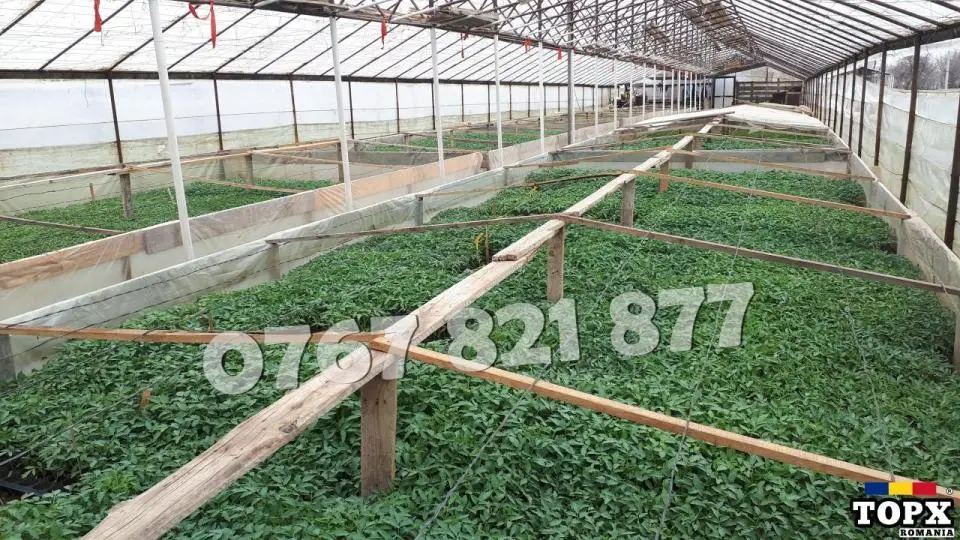 Rasaduri de rosii pentru solar si camp | Rasad legume ardei castraveti