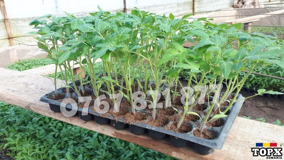 Rasaduri Legume Rasad Rosii Inima de bou Prekos Rila Ardei Vinete etc