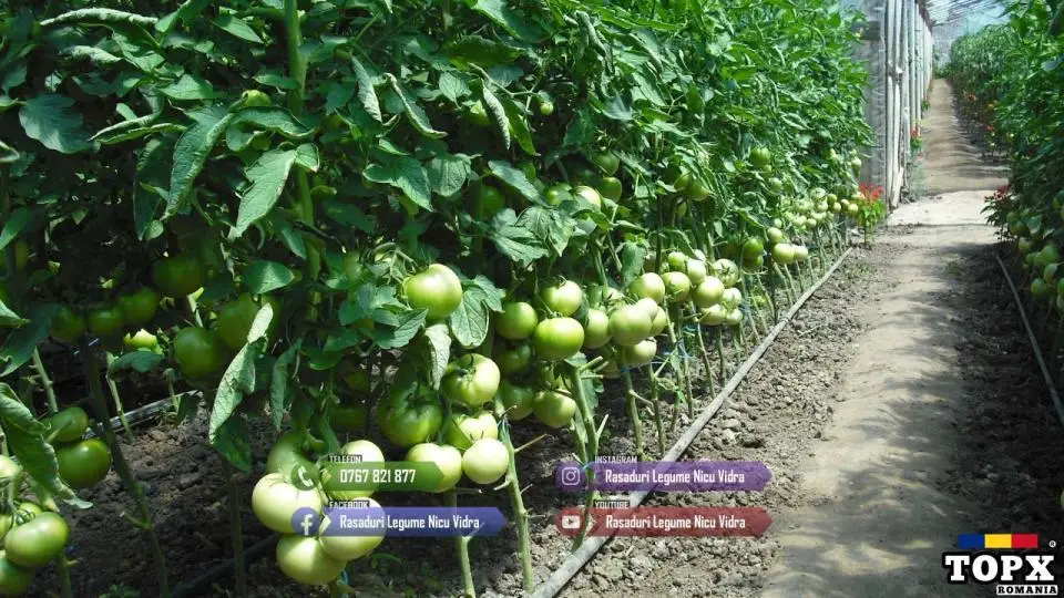 Rasad rosii ardei castraveti vinete salata varza | Rasaduri Legume