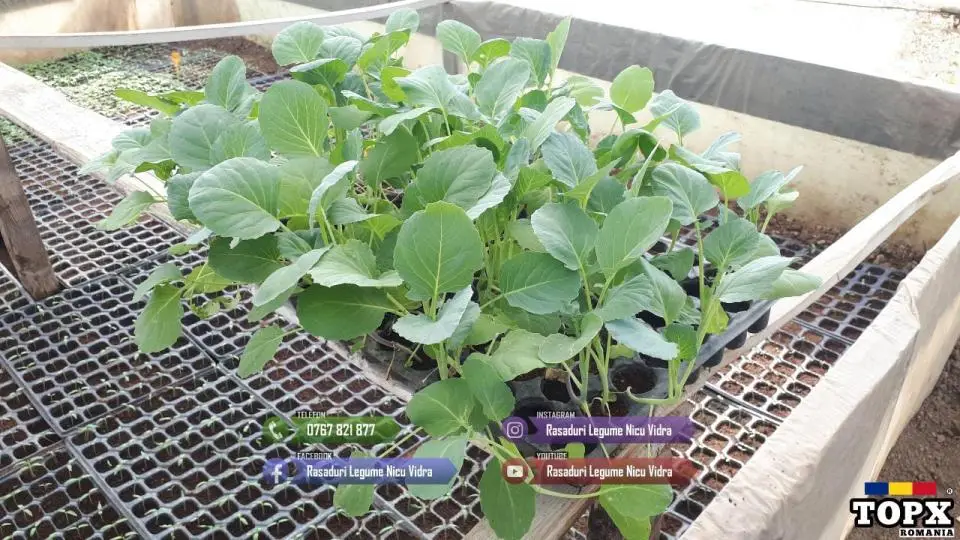 Vand Rasad de Varza de Buzau , Tucana F1 , New York F1 2025