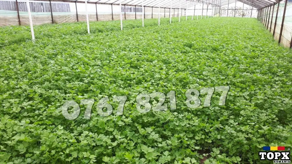 Patrunjel de frunza de vanzare la snop de 10 legaturi 2025