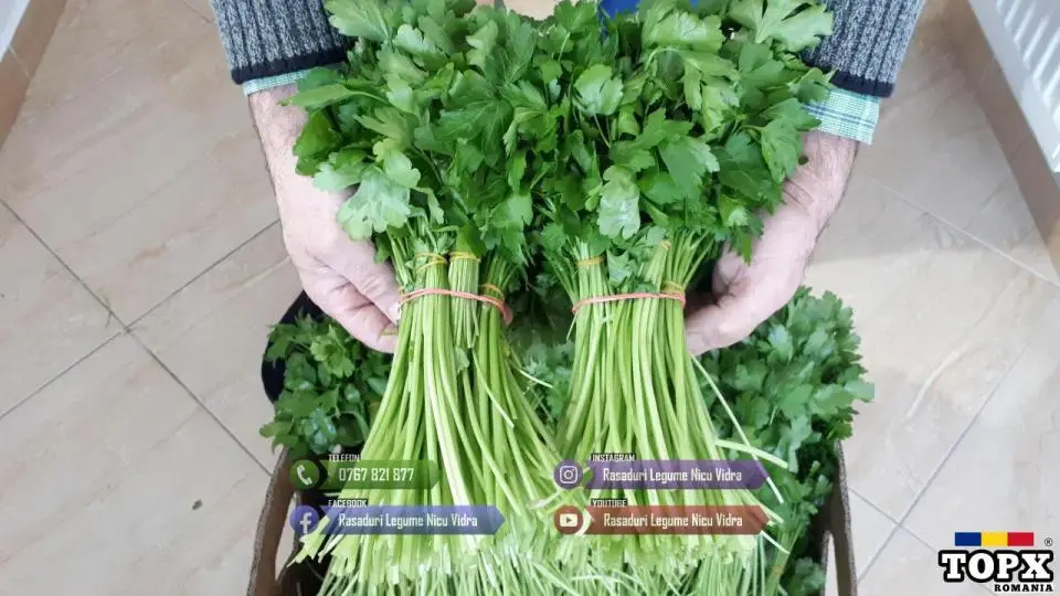 Vand patrunjel de frunza la snop in cantitati mari