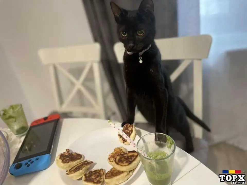 Cazare pentru animale in regim pensiune sau gradinita (casa la curte)