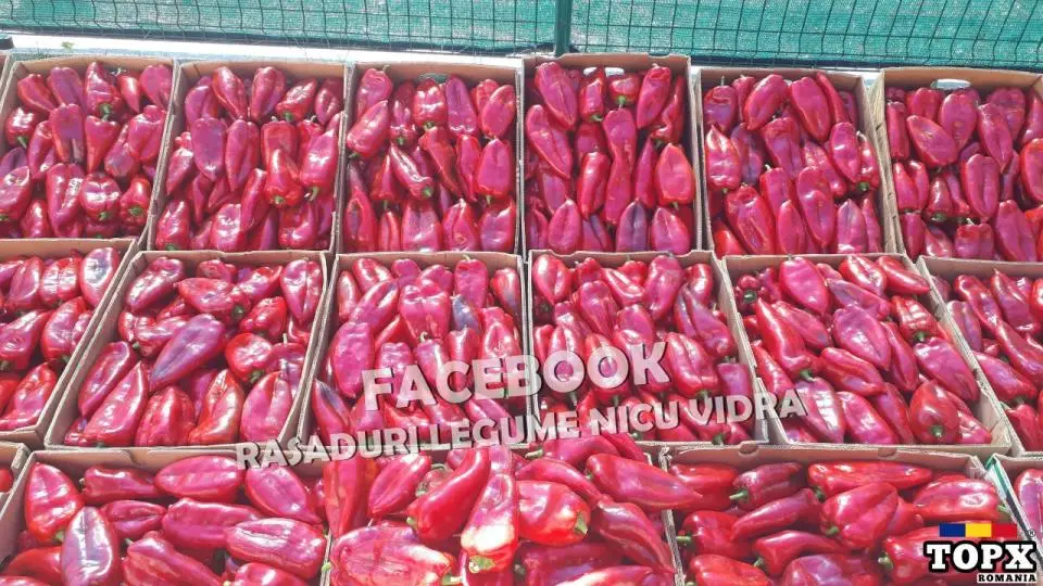 Rasad Ardei Capia, Gras, Gogosar, Iute, Neiute | Rasaduri Legume