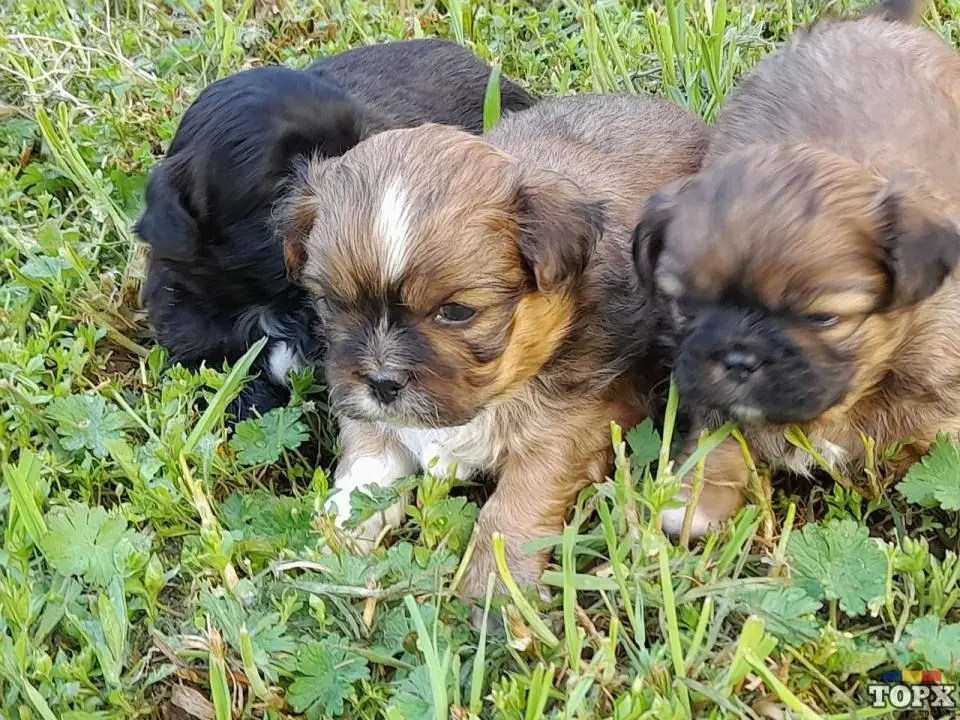 Vand 3 masculi pechinezi mici