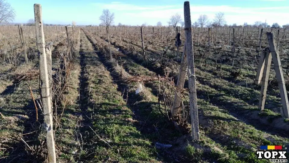 Vând vin de calitate superioară