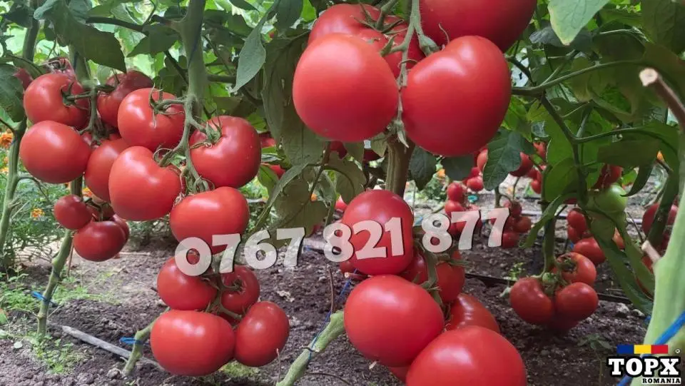 Vand Rasad | Rasaduri Rosii Rila Kalina Prekos Buzau Inima bou Cherry etc