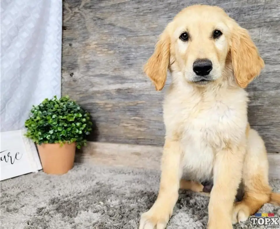Puii Golden Retriver de vânzare: