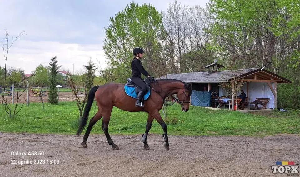 Nou,Tabere de echitie