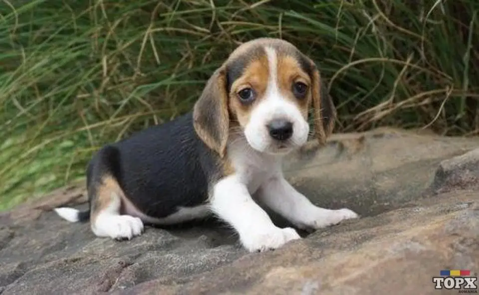 catelusi beagle disponibili pentru vanzare - 2